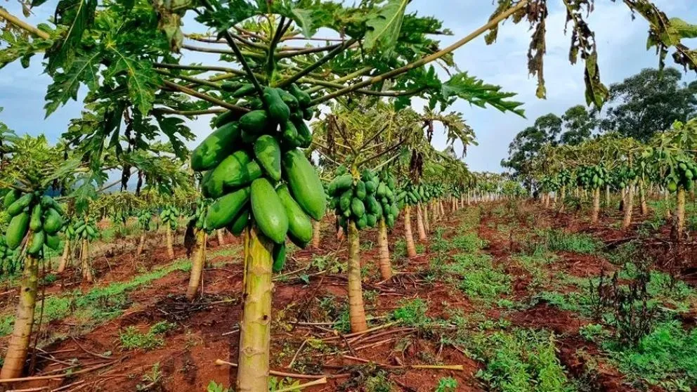 Productores tumbaron parte de sus plantas cargadas con frutas para plantar maíz o tabaco