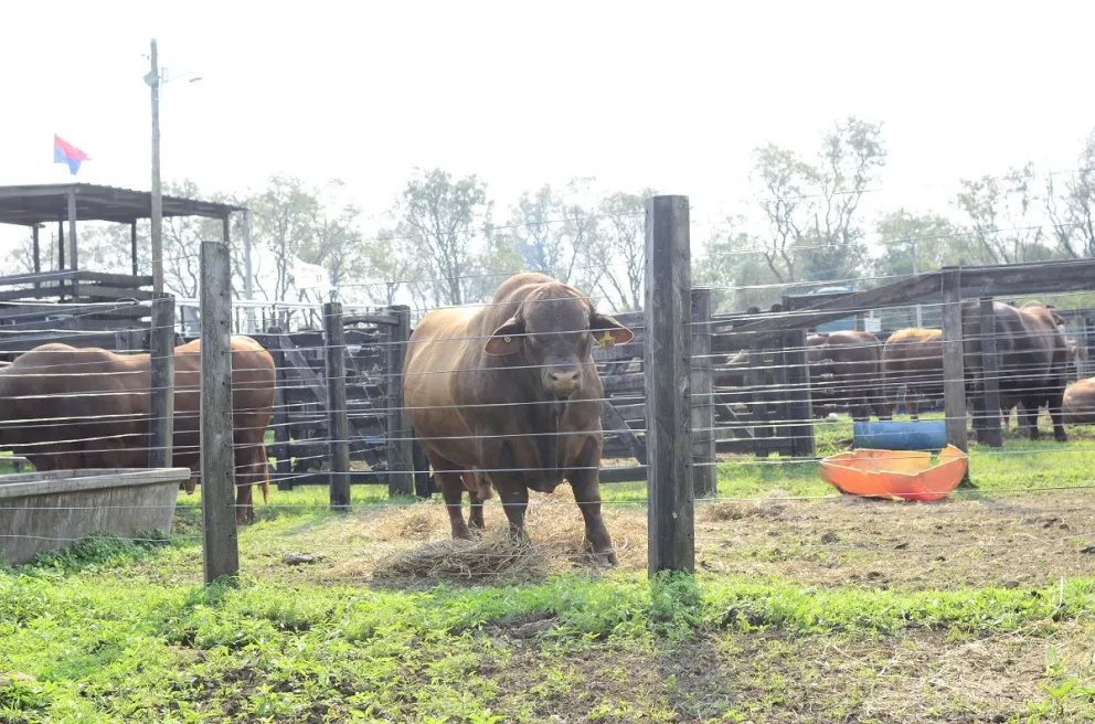 Los toros de la exposición promediaron los 3.5 millones de pesos y el animal más valioso fue un brangus colorado.