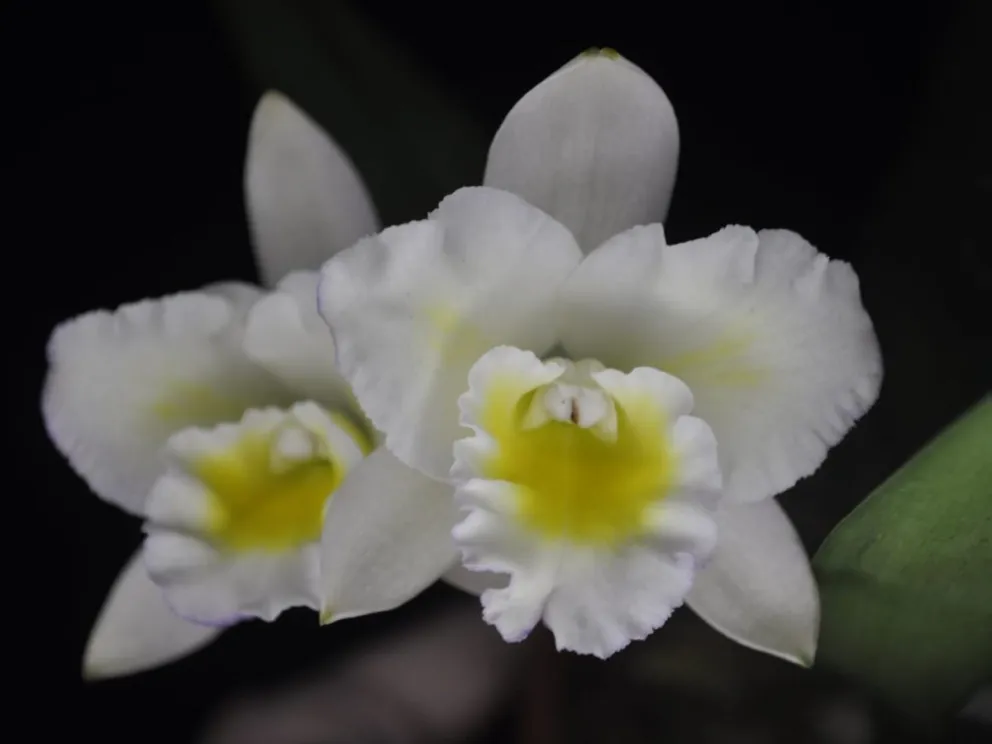 La orquídea Flor del Inmigrante, registrada a pocos días del inicio de la Fiesta Nacional en Oberá. //Foto: Gentileza.