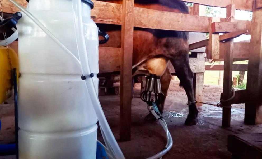 Actualmente el litro de leche se paga al productor $410 y el kilo de queso $5.500. Foto: Carina Martínez