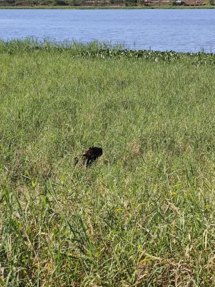 Iniciativa de vecinos para proteger la fauna del arroyo Mártires. 