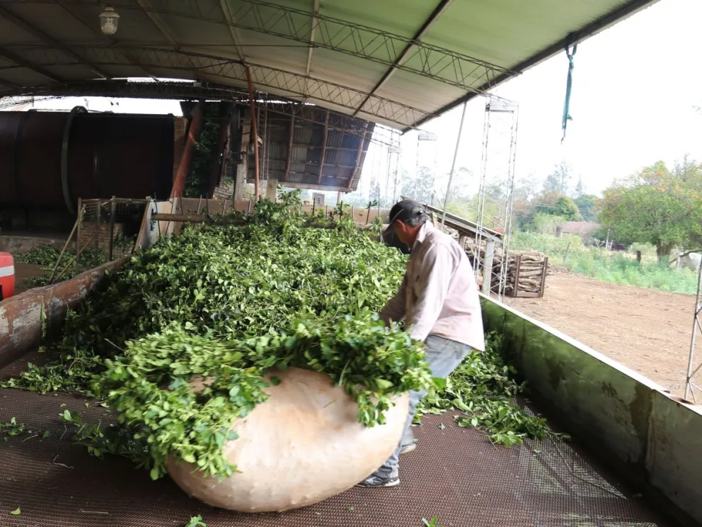 El registro indica que durante septiembre se procesaron 79.010.551kilos de hoja verde. Foto: Natalia Guerrero