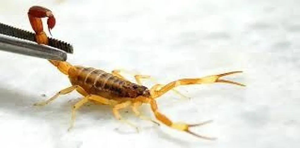 Los alacranes encuentran refugio y comida dentro de las cañerías.