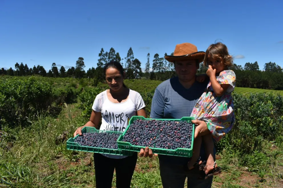 Este año la cosecha fue muy baja en relación a la demanda.  Foto: Carina Martínez