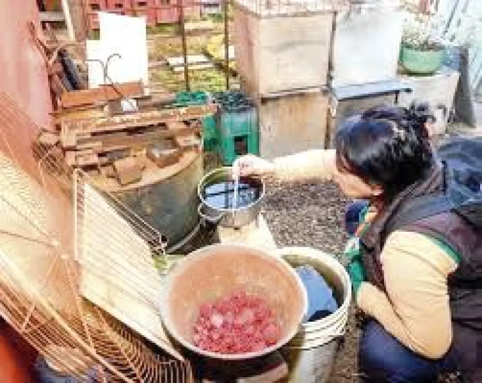 Los recipientes con agua en las casas son los principales criaderos de mosquito.
