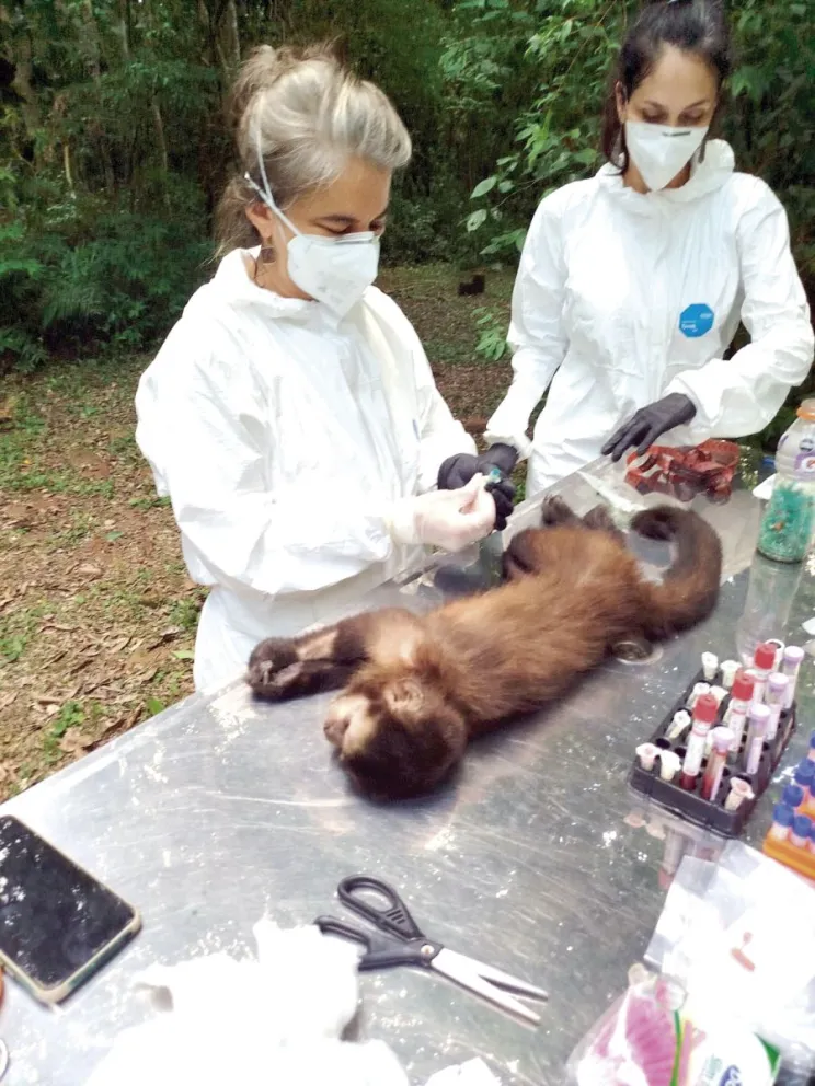 Cuatro monos caí y un coatí fueron detectados con la bacteria. 
