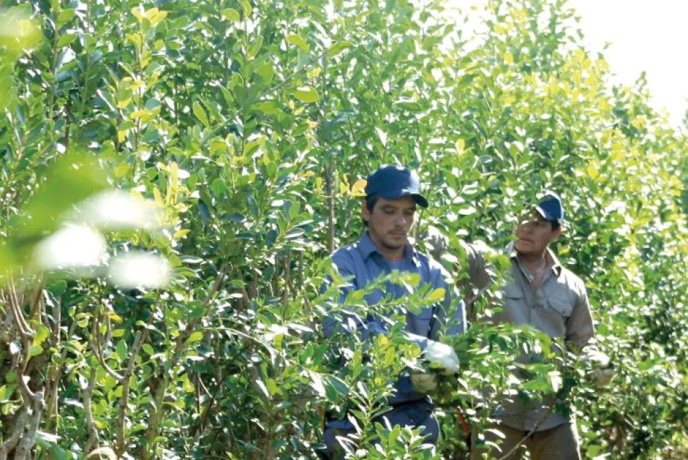 La superficie plantada es 213 mil hectáreas, de los cuales 20 mil están en Corrientes y el resto, en Misiones.