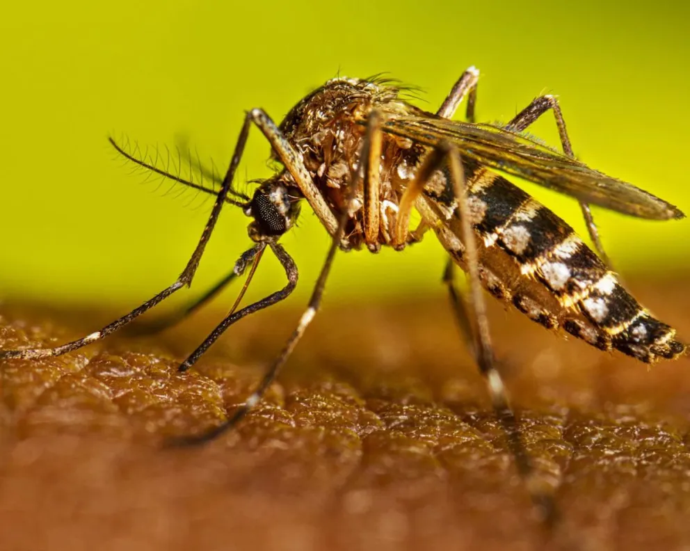 Misiones notificó dos casos más de dengue y suma 16 imagen-6