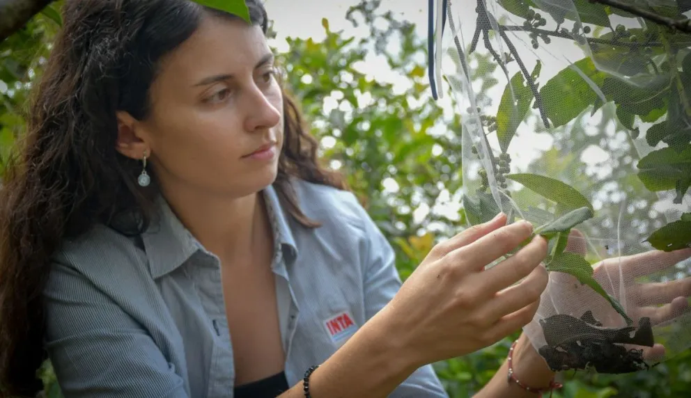 ¿La solución al mate lavado?: Desarrollan una variedad de yerba con mayor rendimiento