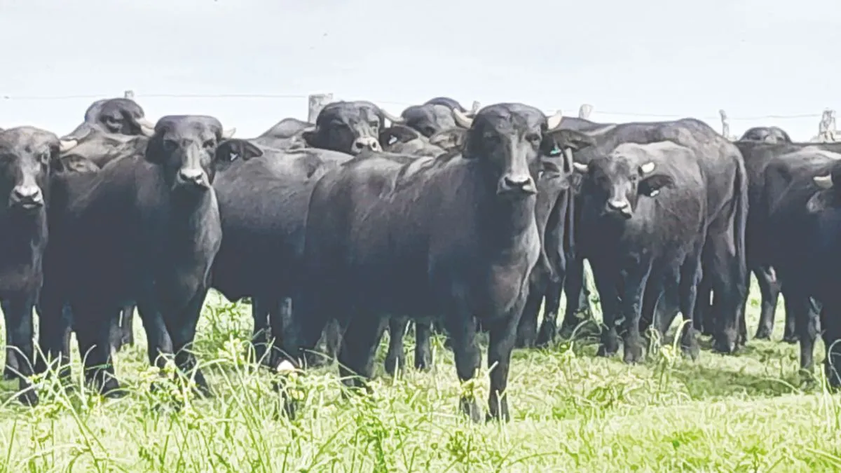 B&uacute;falos. Ganado bubalino