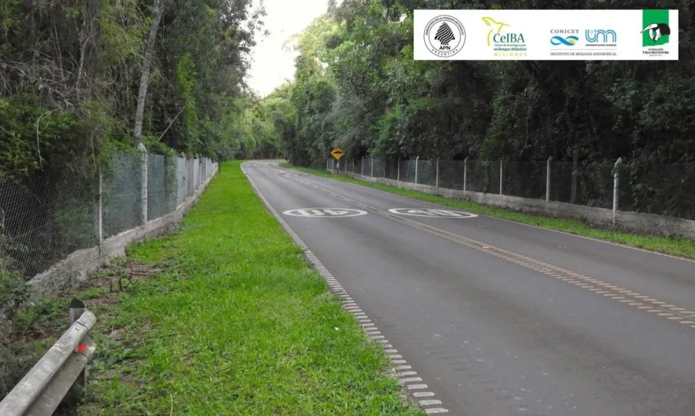 Fundación Vida Silvestre, el Instituto de Biología Subtropical, el Centro de Investigaciones del Bosque Atlántico y Parques Nacionales, trabajan en conjunto.