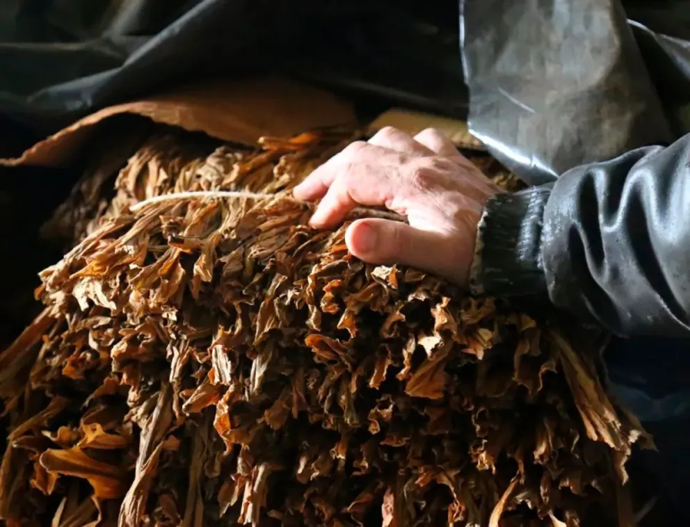 Estiman que esta vez no habrá fuga de la cosecha a Brasil y que el tabaco se comercializará íntegramente en Misiones. 