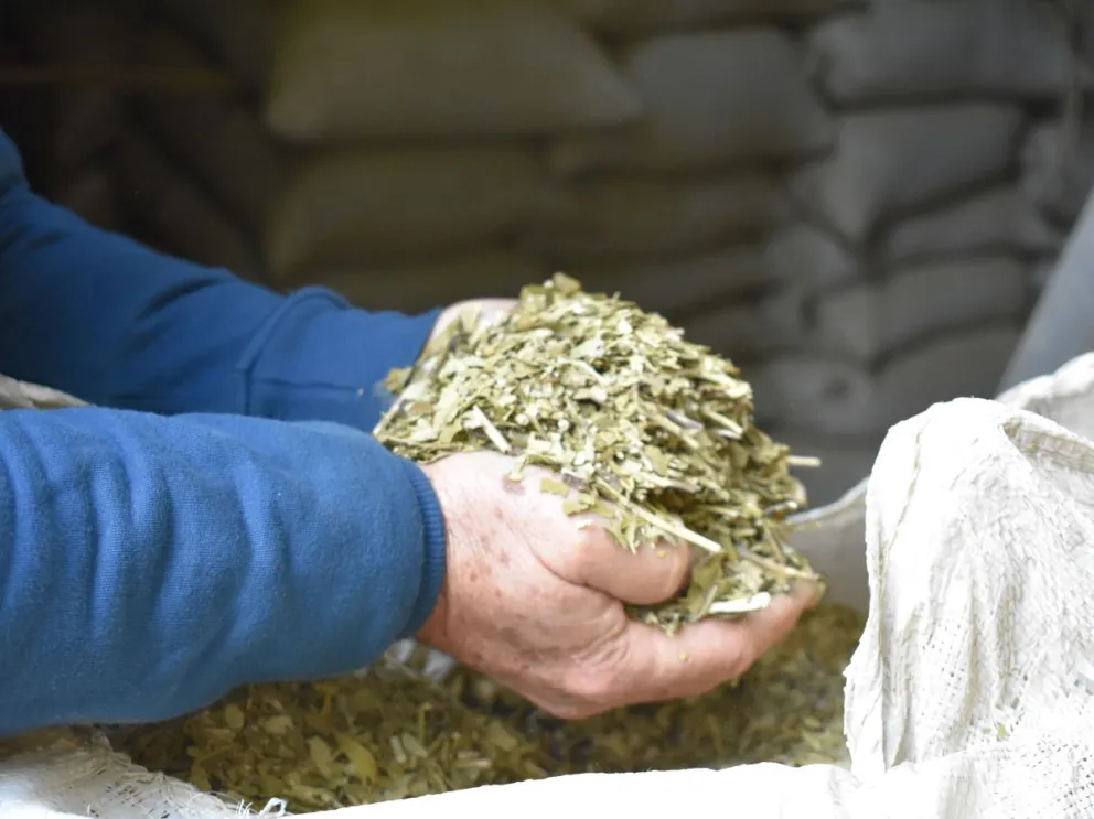 El movimiento de yerba a salida de molino es el indicador más cercano al comportamiento del producto en góndola. Foto: Carina Martínez.