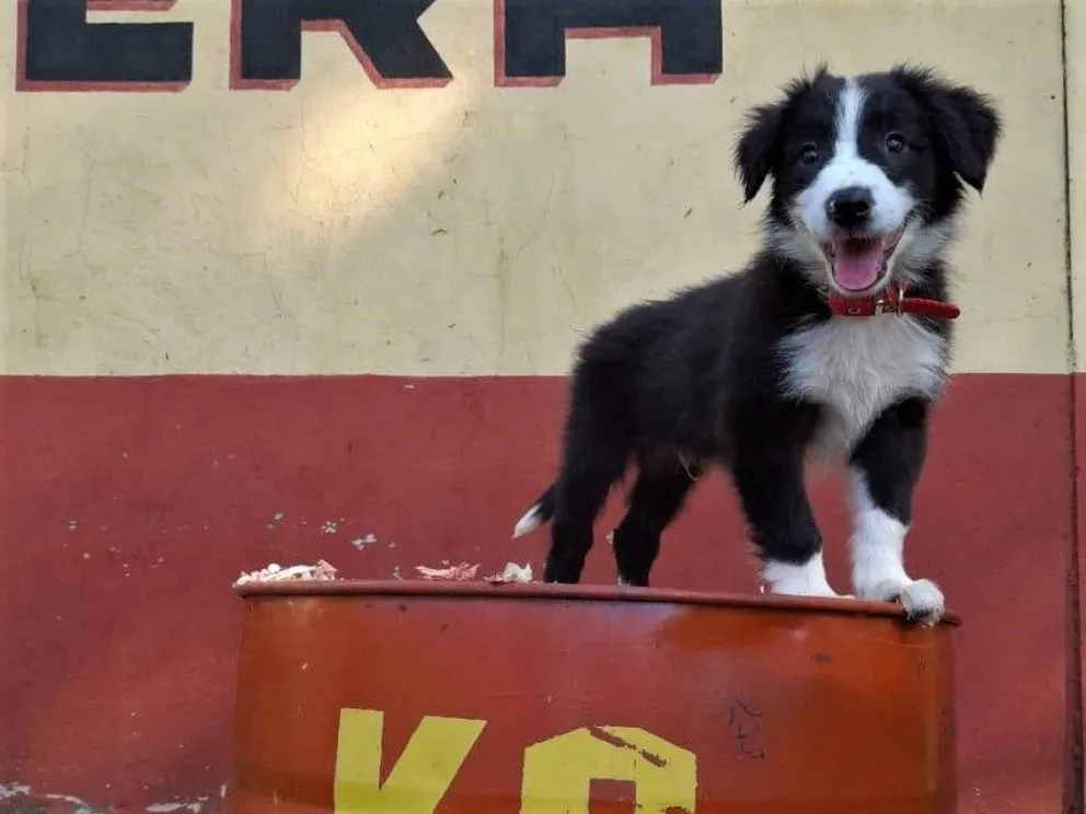 Loki fue presentado en sociedad, y generó enorme simpatía. //Foto: Bomberos Voluntarios de Oberá.