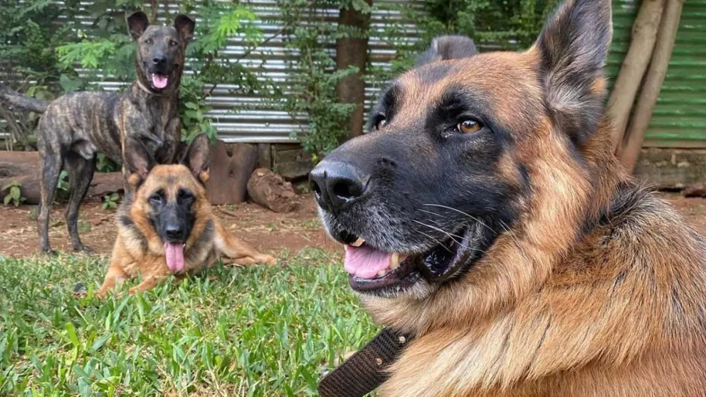 Los animales pasan por un período de adaptación antes de su estadía. 