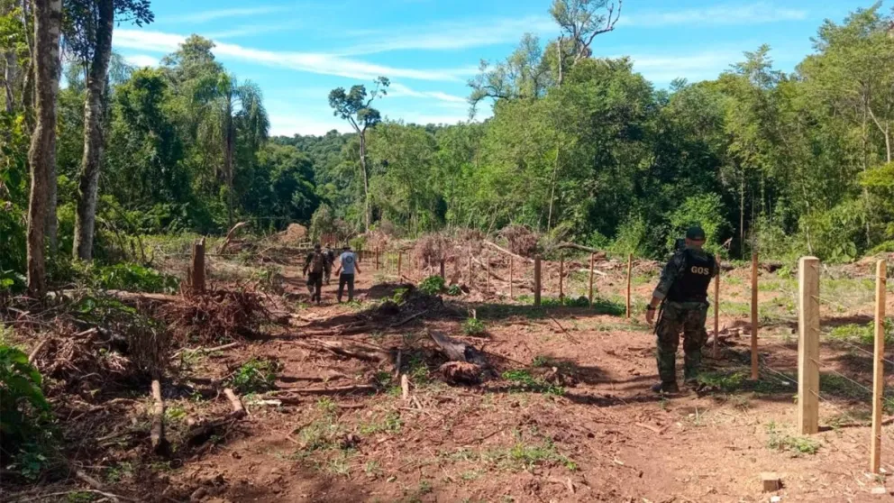 Investigan un grave hecho de apeo ilegal de madera nativa en el Parque Provincial Piñalito 
