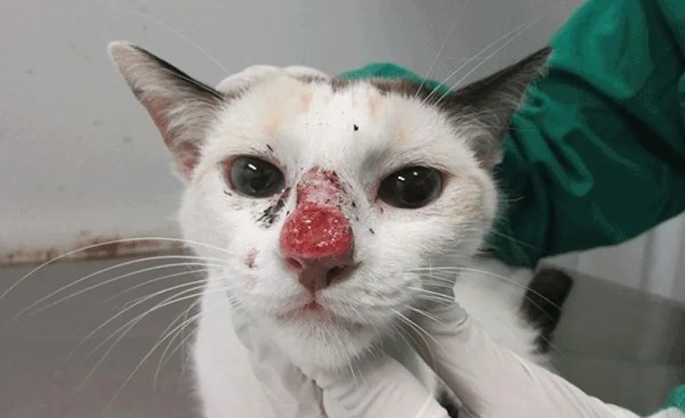 Las lesiones ulcerosas aparecen en el rostro de los gatos.