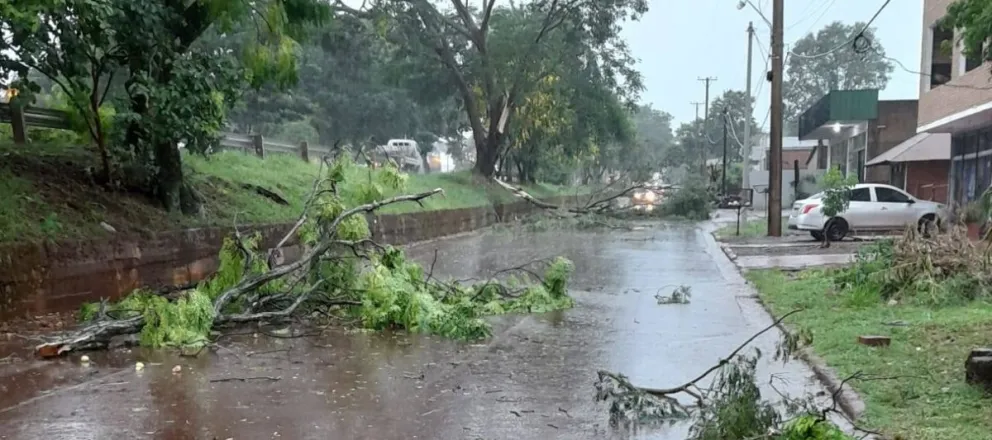 Breve pero intensa tormenta en Wanda, deja árboles y postes de tendido eléctrico caídos imagen-6