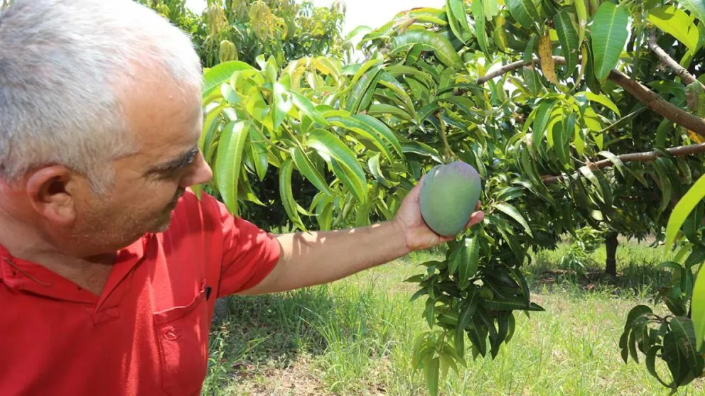 El mango es una de las frutas de verano que requiere de precipitaciones para madurar.  Foto: Natalia Guerrero