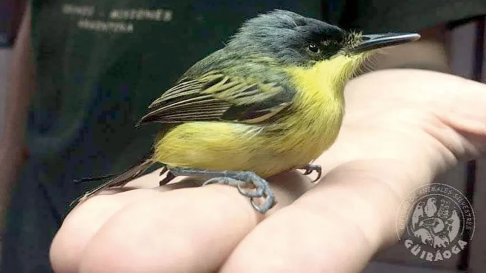 La mayoría de los ejemplares que llegan son aves lastimadas.