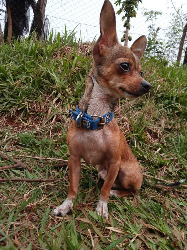 Tuvo un accidente, su perro se escapó y pide ayuda para recuperarlo imagen-6