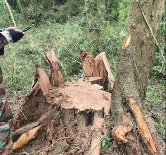 Detectan y frenan desmonte ilegal en territorio Mbyá en Pozo Azul imagen-8