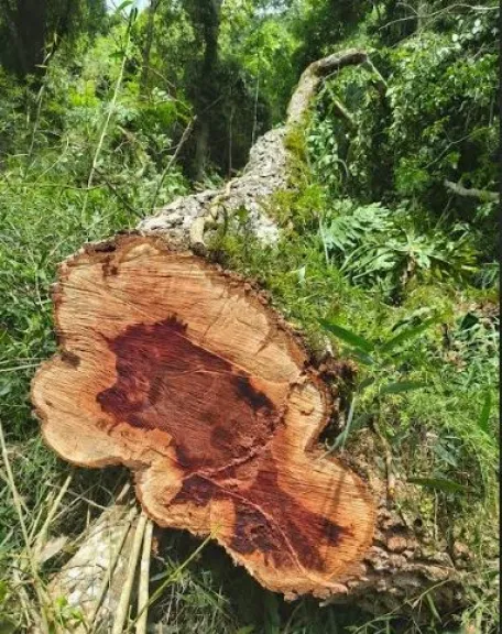 Detectan y frenan desmonte ilegal en territorio Mbyá en Pozo Azul imagen-10