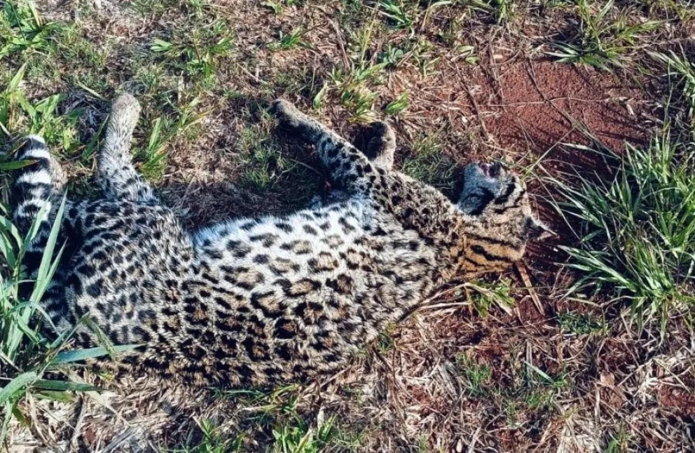 Atropellaron a una cría de yaguareté en Jardín América imagen-6