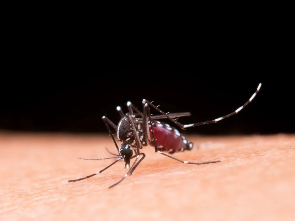 El mosquito Aedes aegypti, transmisor de las enfermedades.