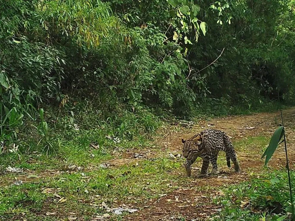 El animal del video es un ocelote (como el de la imagen), señalaron los expertos. //Foto: Red Yaguareté.
