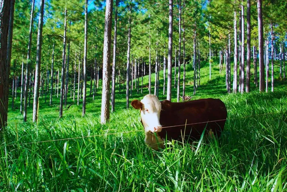 El Inta lidera proyectos innovadores para mejorar la producción agrícola y ganadera en todo el país. 