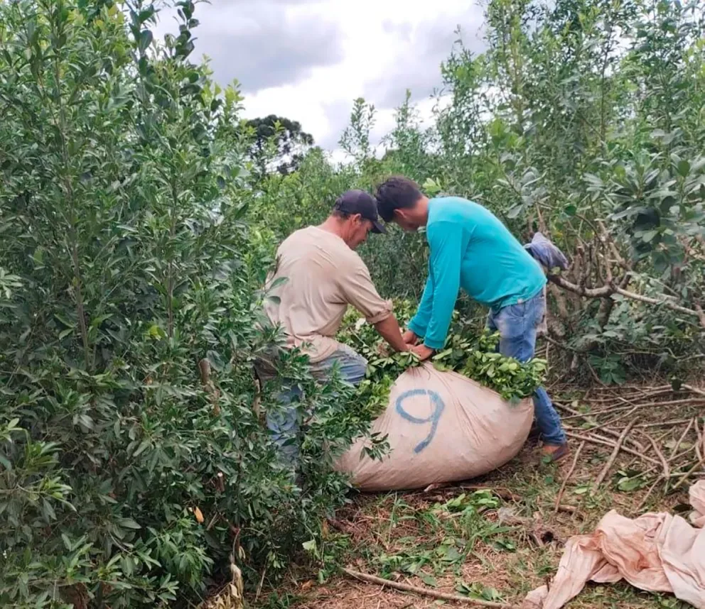 En algunas zonas de San Pedro, los productores ya se encuentran cosechando. Fotos: Carina Martínez