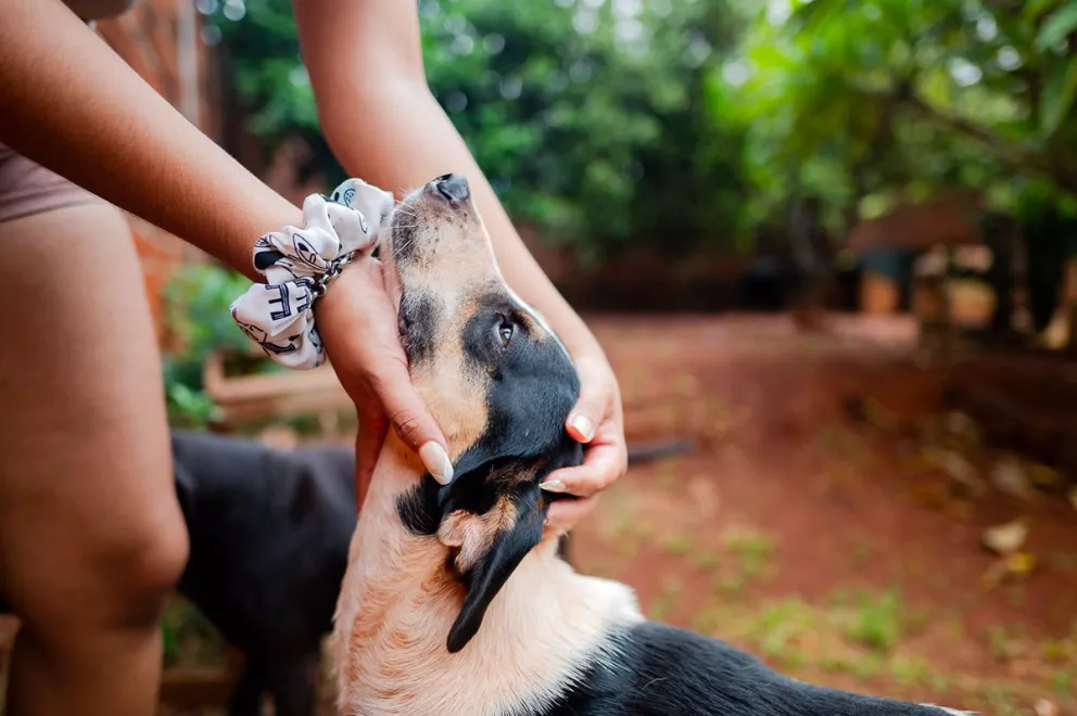 Por amor a los animales, el compromiso de algunos intenta compensar la negligencia, penada por la ley, de muchos, así como la falta de conciencia de la sociedad. //Foto: Joaquín Galiano.
