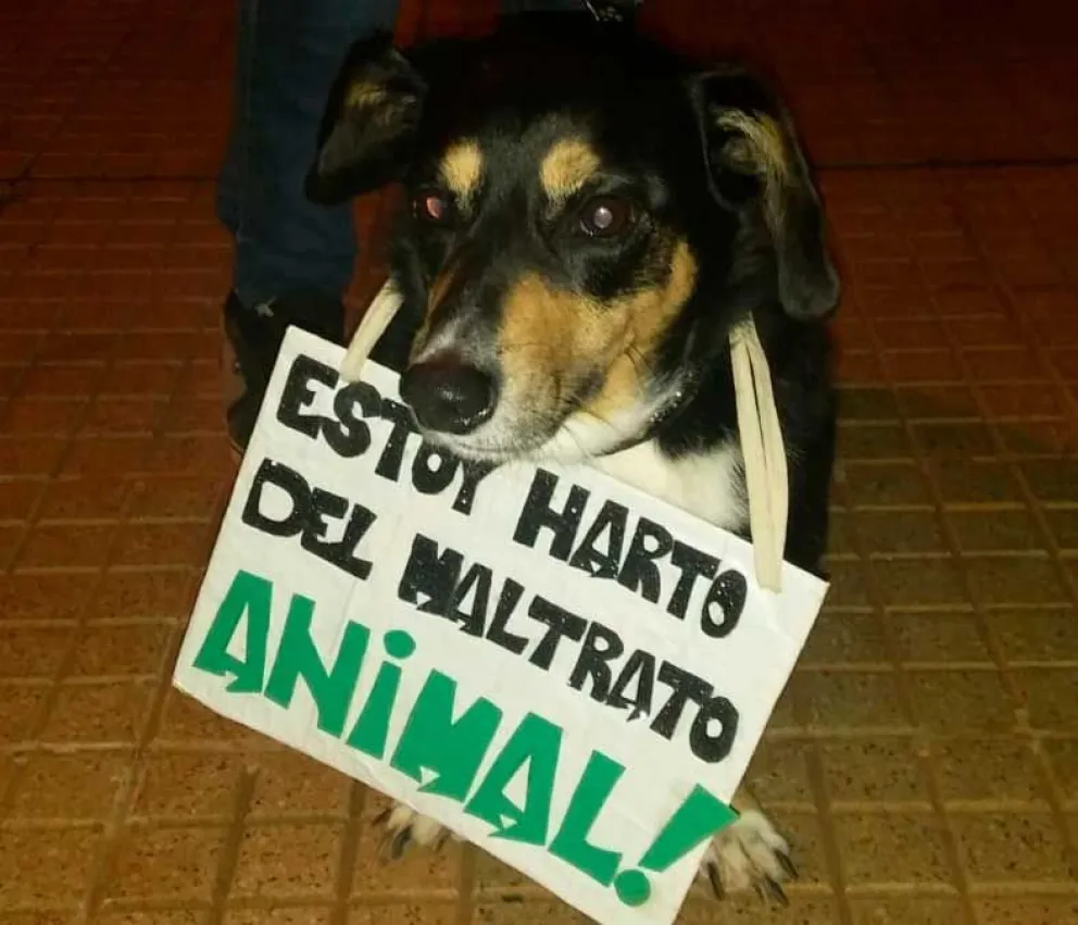 Son muchos pedidos de ayuda por animales abandonados.  Foto: Norma Devechi