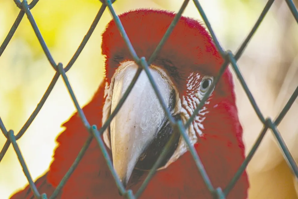 Desde pichones de aves hasta felinos, Coatíes y monos terminan en casas.