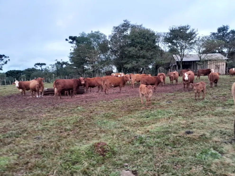 Ráfagas y lluvia muy intensa pegaron especialmente en Posadas, Eldorado y San Pedro imagen-16