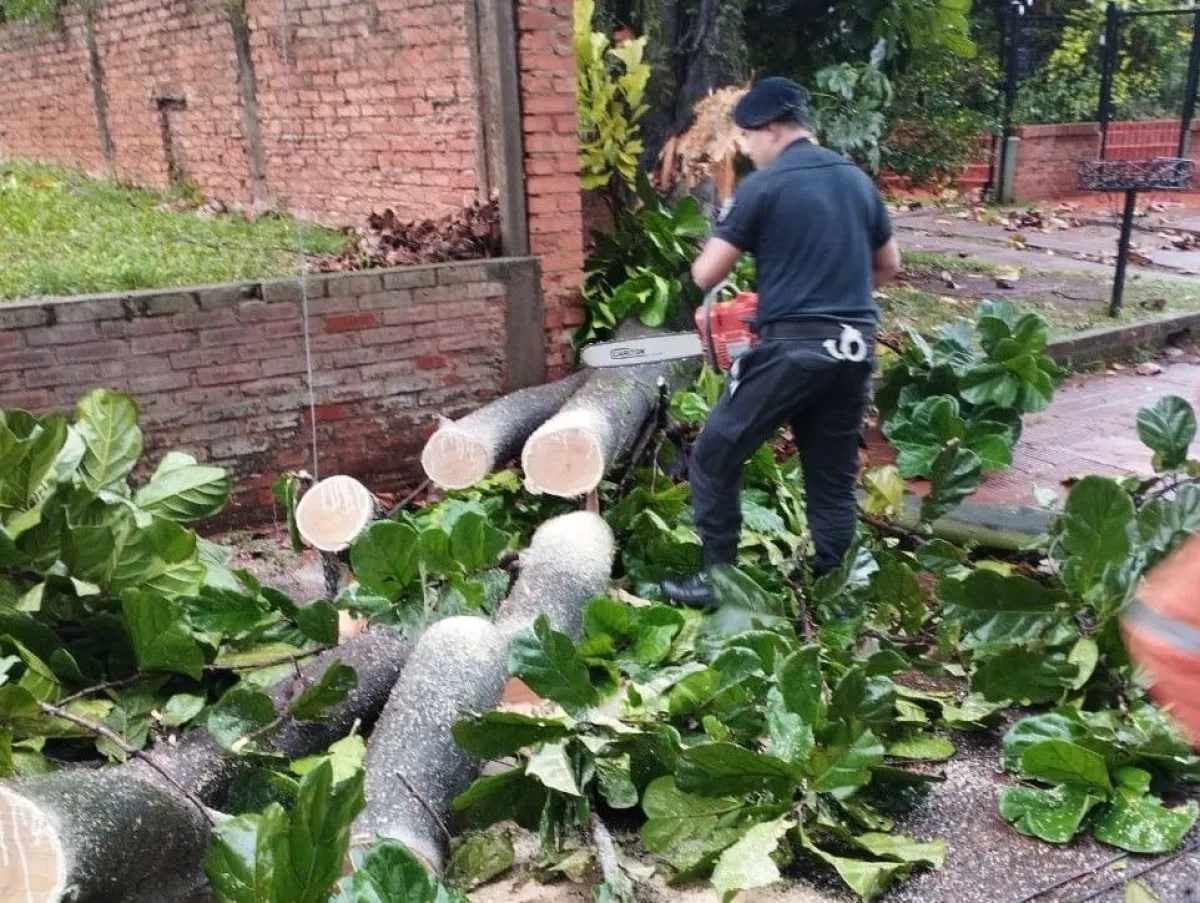 La tormenta provocó la caída de un árbol y un poste de tendido ...