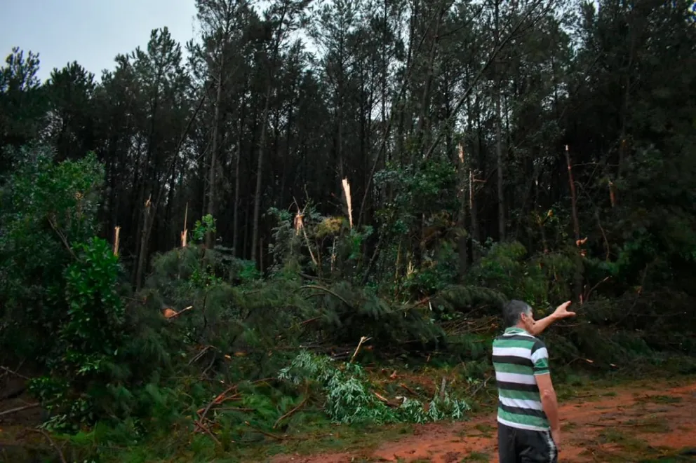 San Pedro una vez más fue golpeado por los fuertes vientos que destrozaron plantaciones de pino y yerba. Foto: Carina Martínez