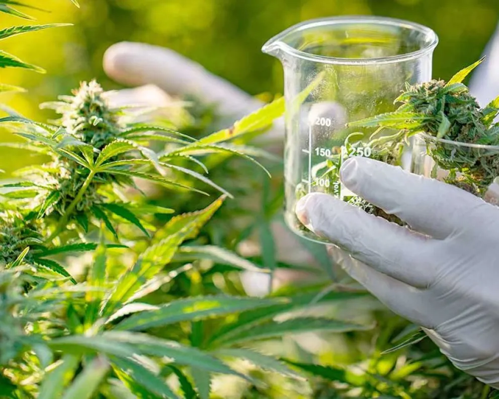 Misiones avanza en una ley para el desarrollo integral del cannabis con fines productivos y terapéuticos 6 Misiones avanza en una ley para el desarrollo integral del cannabis con fines productivos y terapéuticos imagen-5