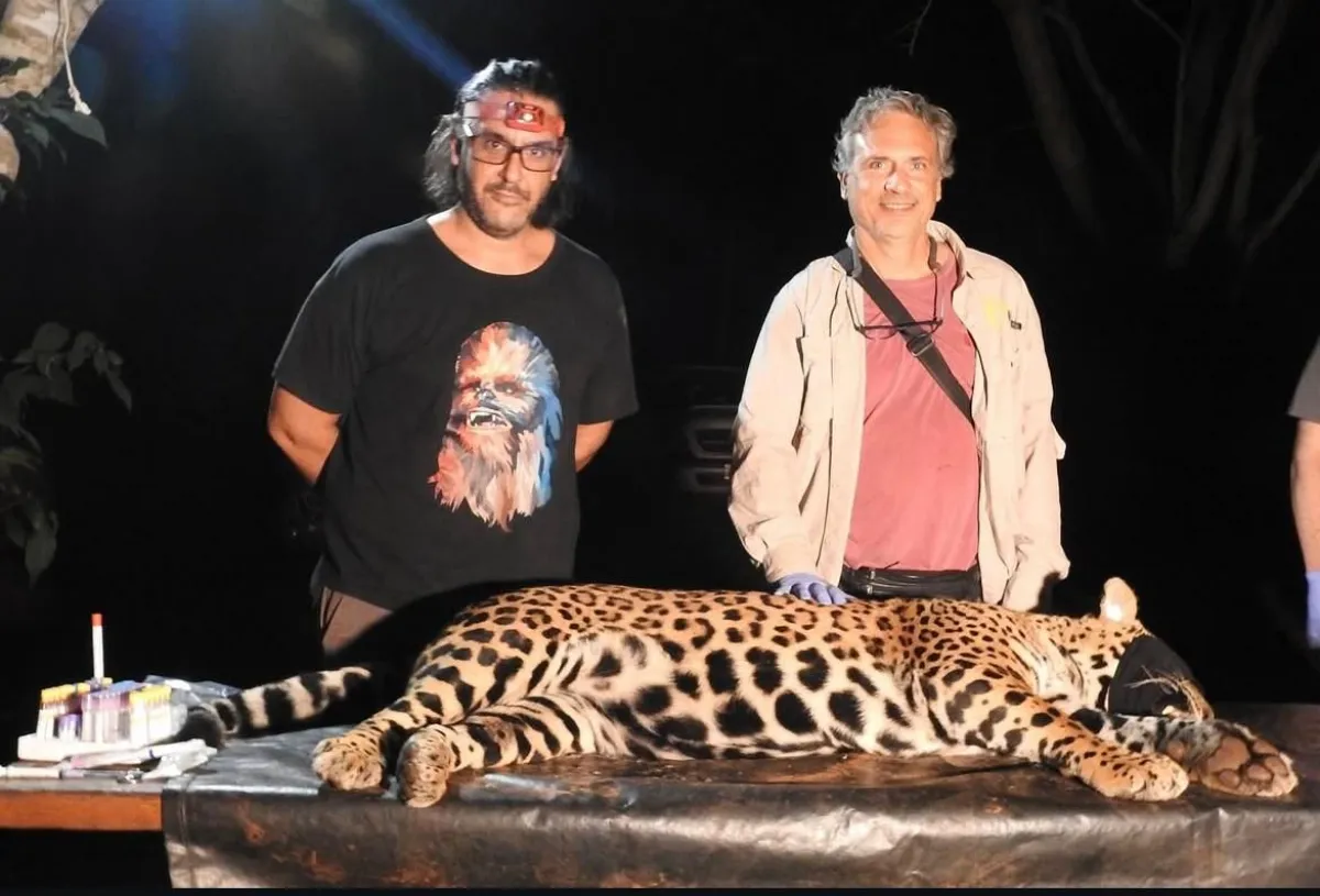 Parque Iguazú confirma la captura de dos yaguaretés: Pará y su cría, Gaucho imagen-8