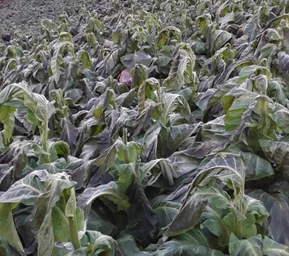 El tabaco es una planta sensible a la helada. //Foto: Carina Martínez.