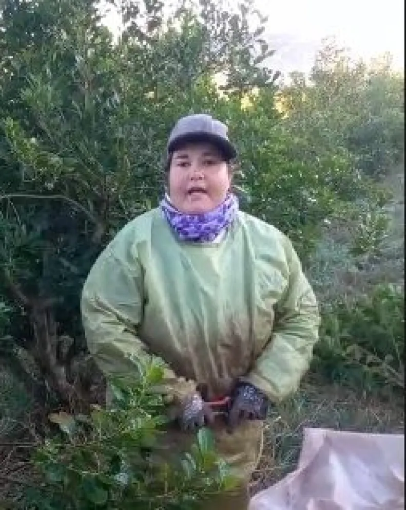 Con un piloto Nelly se protege de mojarse con la planta en las primera horas de la mañana. El quiebre de las ramas lo hace sentada. // Fotos: Carina Martínez.
