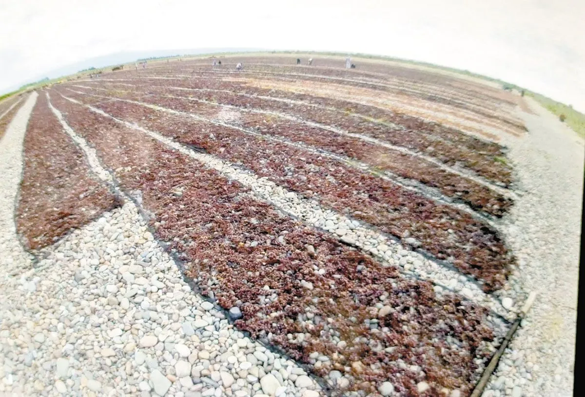 Viñateros buscan alternativas a las uvas para vino por los bajos precios 8 Viñateros buscan alternativas a las uvas para vino por los bajos precios imagen-7