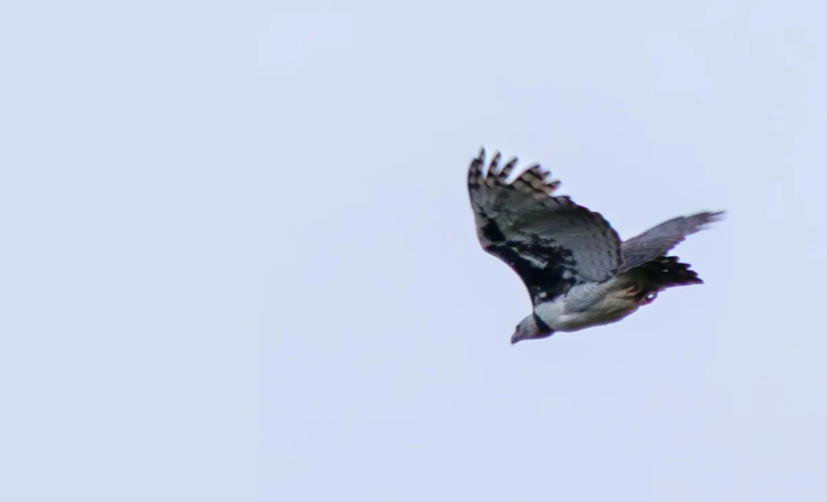 La selva de Misiones todavía alberga águilas harpía y monera” | El  Territorio