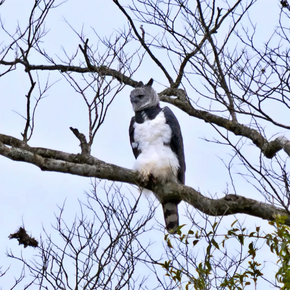 “La selva de Misiones todavía alberga águilas harpía y monera” imagen-8