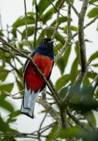 Misiones será sede del primer encuentro internacional de observación de aves imagen-8