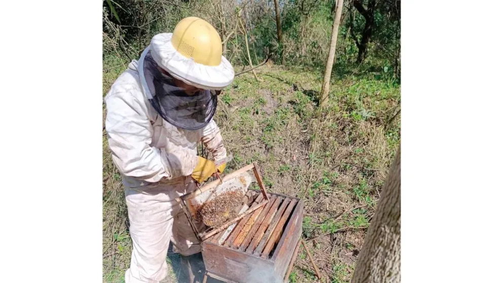 Darío cosechando la miel en panales de su chacra en Apóstoles.