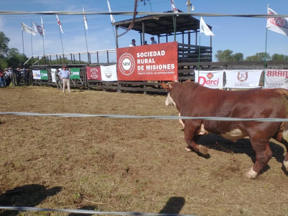 Animales de raza y criados en la provincia se subastarán el domingo. Foto Víctor Piris