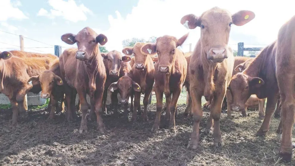 Indican que hay alrededor de 25 productores de Hacienda en Misiones. //Foto: Víctor Piris.