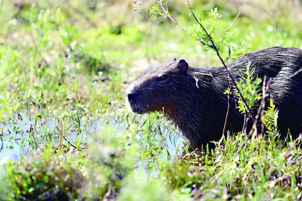 Los roedores más grandes del mundo están presentes en varios países de Latinoamérica hasta la zona del Delta del Paraná. 